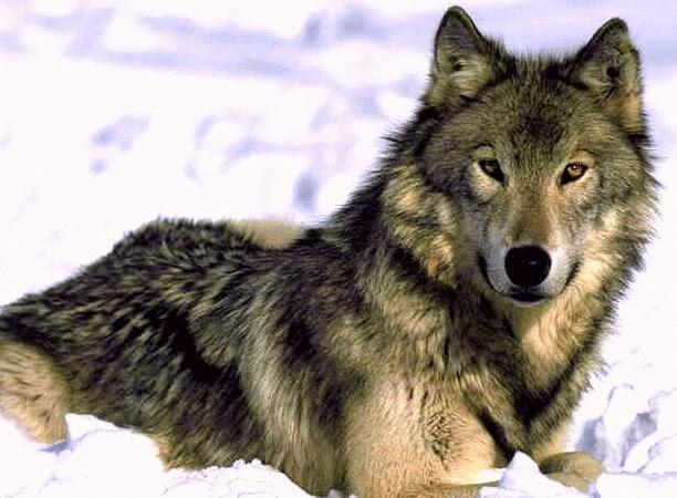 wolf052.jpg