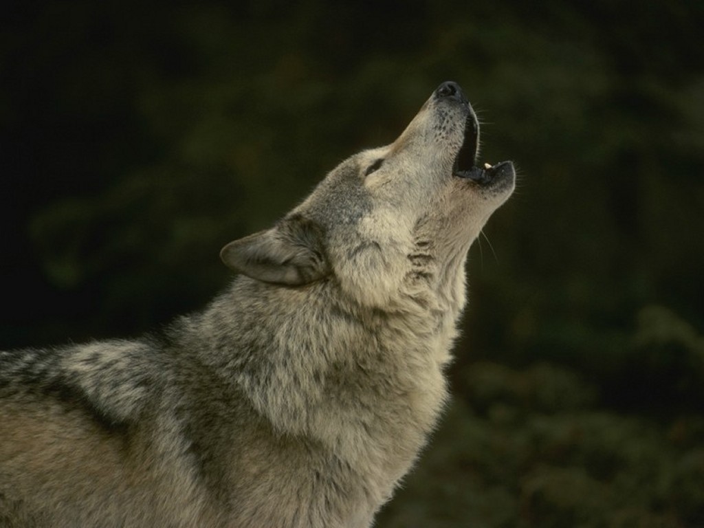 wolf1.jpg